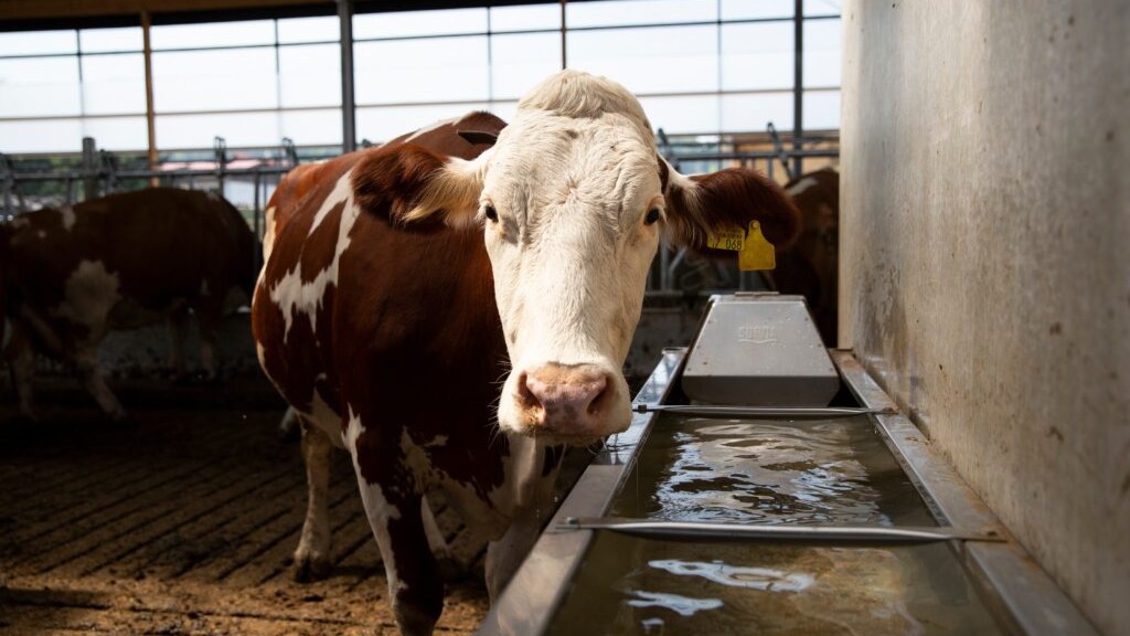 Vache s'abreuvant à un abreuvoir en inox dans un bâtiment d'élevage